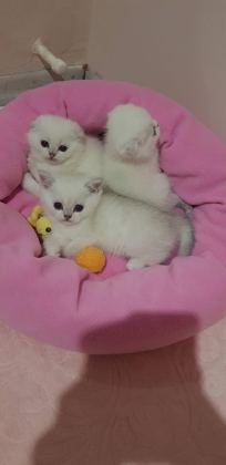 ŞAMPİYON ATALARDAN YAVRU KEDİLER