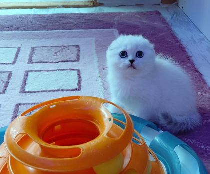 ŞAMPİYON ATALARDAN YAVRU KEDİLER