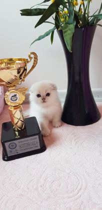 ŞAMPİYON ATALARDAN YAVRU KEDİLER