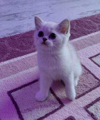 ŞAMPİYON ATALARDAN YAVRU KEDİLER
