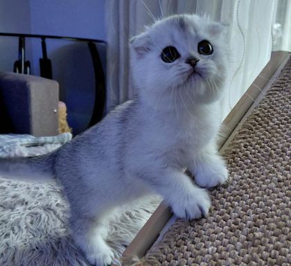ŞAMPİYON ATALARDAN YAVRU KEDİLER