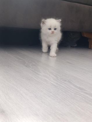 A KALİTE MAVİ GÖZ SCOTTİSH FOLD