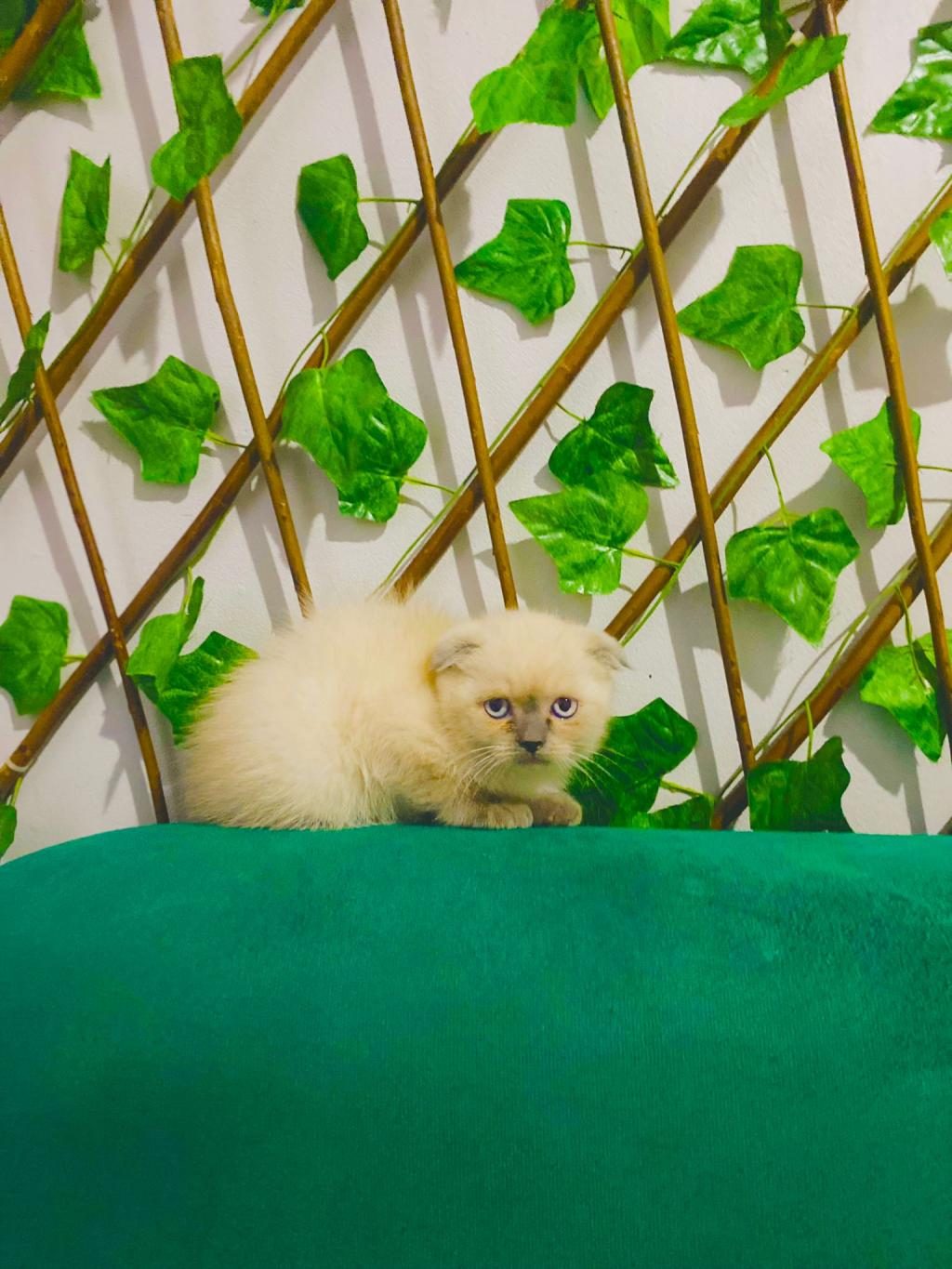 45 GÜNLÜK SCOTTİSH FOLD YAVRULARIMIZ SAHİPLENDİRMEYE HAZIR