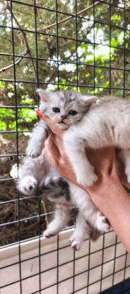 TABBY LİNE SAFKAN SCOTTİSH FOLD YAVRULAR CATTERYDEN