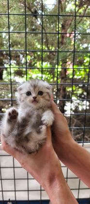 TABBY LİNE SAFKAN SCOTTİSH FOLD YAVRULAR CATTERYDEN
