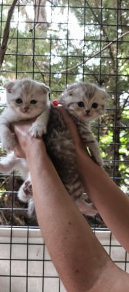TABBY LİNE SAFKAN SCOTTİSH FOLD YAVRULAR CATTERYDEN