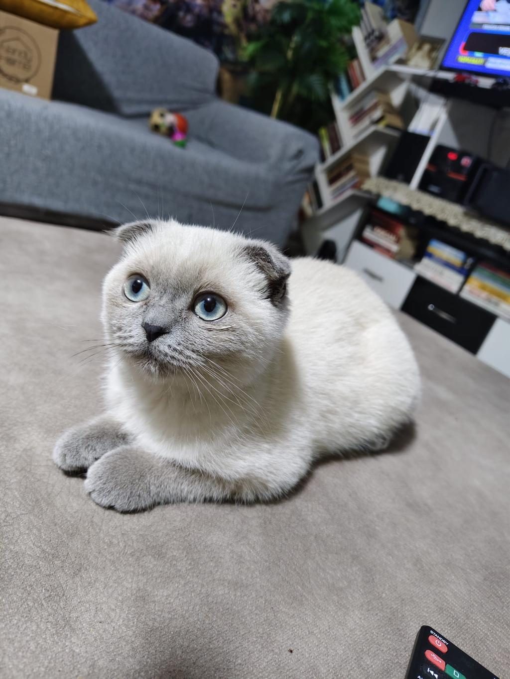 UYUMLU VE SEVİMLİ BLUE POİNT KEDİMİZ