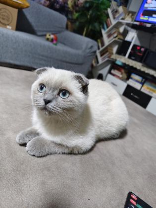 UYUMLU VE SEVİMLİ BLUE POİNT KEDİMİZ