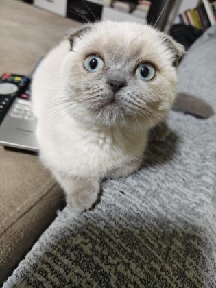 UYUMLU VE SEVİMLİ BLUE POİNT KEDİMİZ