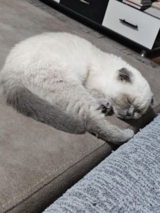 UYUMLU VE SEVİMLİ BLUE POİNT KEDİMİZ