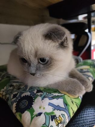 UYUMLU VE SEVİMLİ BLUE POİNT KEDİMİZ