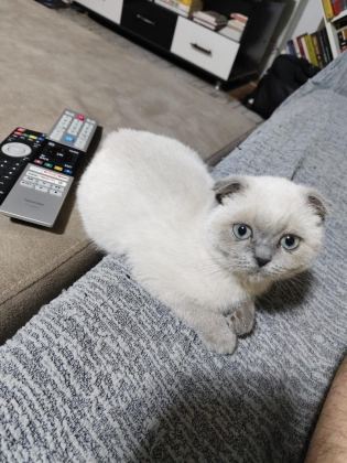 UYUMLU VE SEVİMLİ BLUE POİNT KEDİMİZ