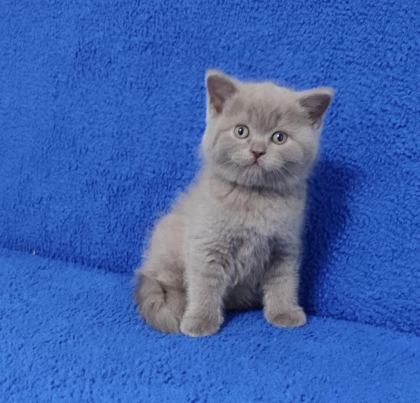 YENİ YUVASINA GİTMEYE HAZIR BRİTİSH PONÇİK
