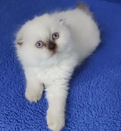 ÇOKOLETTE POİNT DİŞİ YAVRUMUZ YENİ SAHİBİNİ ARIYOR