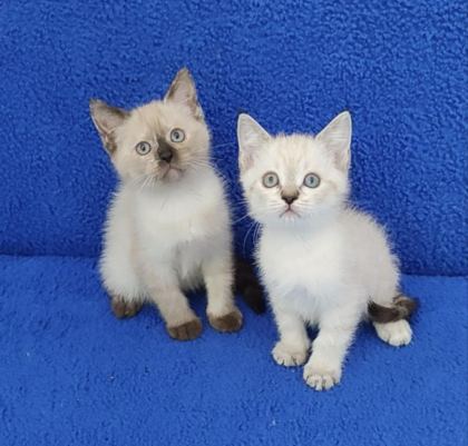 YENİ YUVASINA GİTMEYE HAZIR BRİTİSH PONÇİKLER