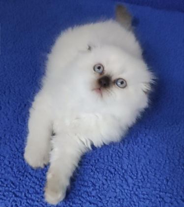 ÇOKOLETTE POİNT DİŞİ YAVRUMUZ YENİ SAHİBİNİ ARIYOR