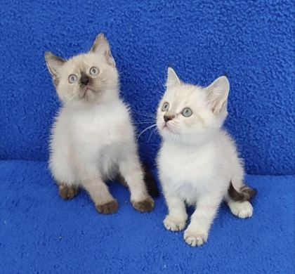 YENİ YUVASINA GİTMEYE HAZIR BRİTİSH PONÇİKLER