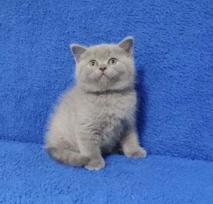 YENİ YUVASINA GİTMEYE HAZIR BRİTİSH PONÇİK