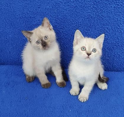 YENİ YUVASINA GİTMEYE HAZIR BRİTİSH PONÇİKLER