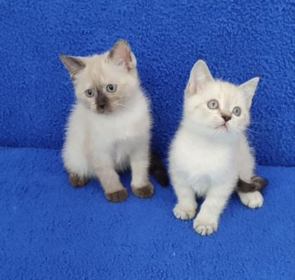 YENİ YUVASINA GİTMEYE HAZIR BRİTİSH PONÇİKLER