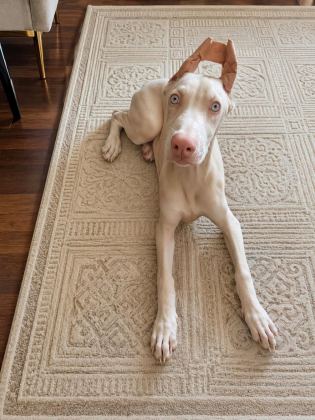 TÜRKİYE'DE EŞİ BENZERİ OLMAYAN ALBİNO DOBERMAN