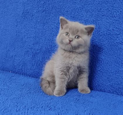 YENİ YUVASINA GİTMEYE HAZIR BRİTİSH PONÇİK