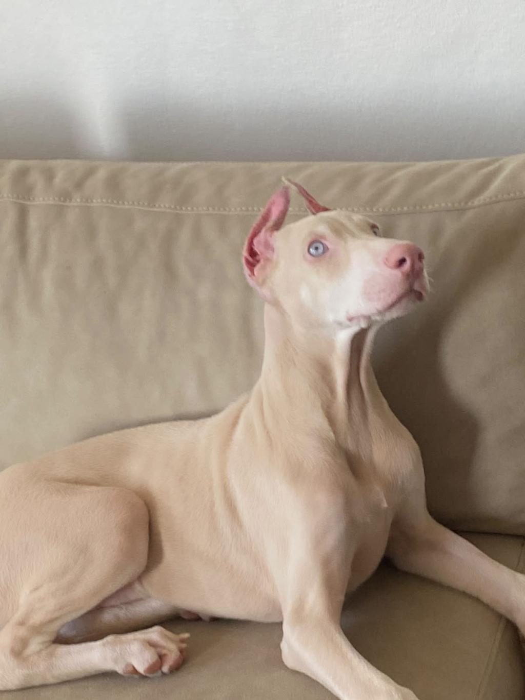 TÜRKİYE'DE EŞİ BENZERİ OLMAYAN ALBİNO DOBERMAN