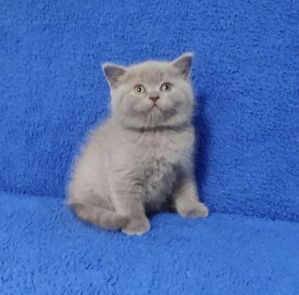 YENİ YUVASINA GİTMEYE HAZIR BRİTİSH PONÇİK