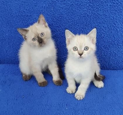 YENİ YUVASINA GİTMEYE HAZIR BRİTİSH PONÇİKLER