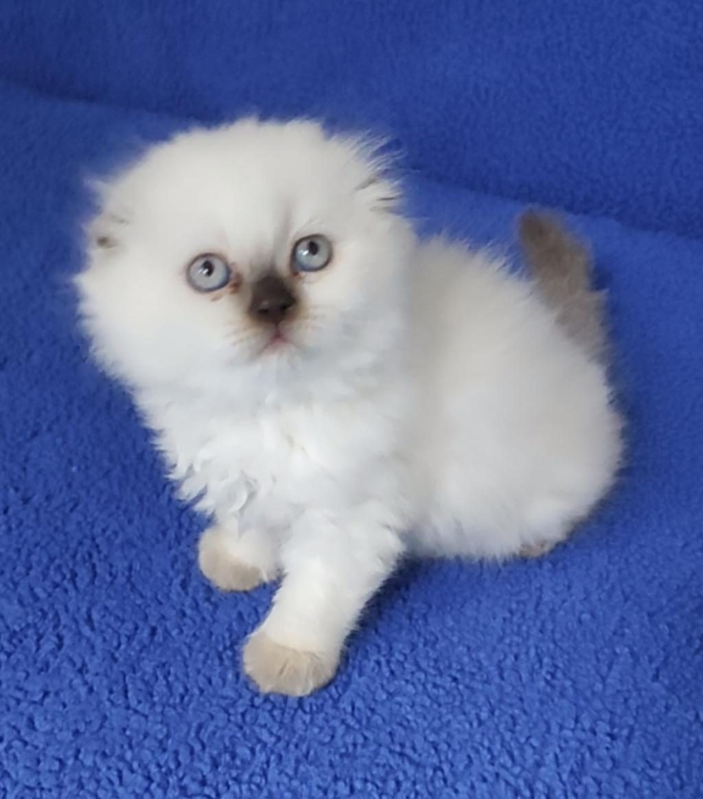 ÇOKOLETTE POİNT DİŞİ YAVRUMUZ YENİ SAHİBİNİ ARIYOR