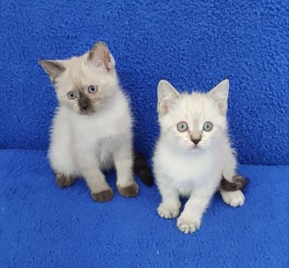 YENİ YUVASINA GİTMEYE HAZIR BRİTİSH PONÇİKLER
