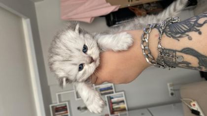 ESKİŞEHİR TEPEBAŞINDAN SCOTTİSH FOLD LONGHAİR