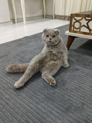 YAVRU SCOTTİSH KEDİMİZ GRİ BEYAZ