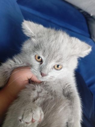 YAVRU SCOTTİSH KEDİMİZ GRİ BEYAZ