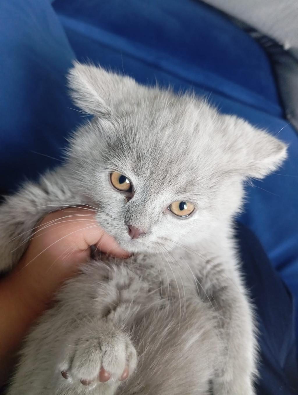 YAVRU SCOTTİSH KEDİMİZ GRİ BEYAZ