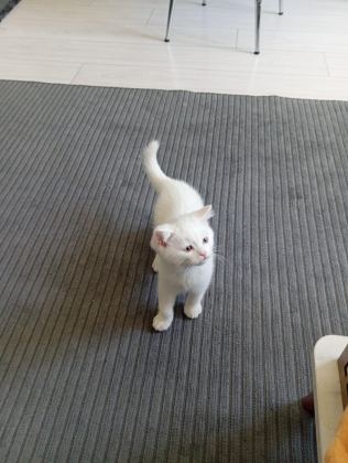 YAVRU SCOTTİSH KEDİMİZ GRİ BEYAZ