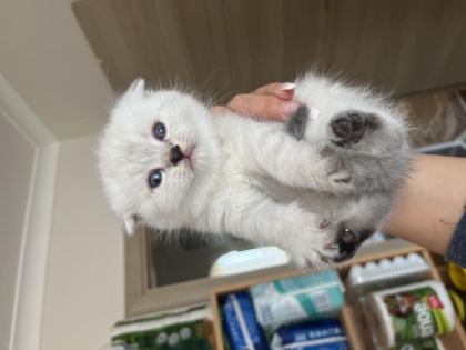 SİLVER POİNT BEBEK KEDİLER