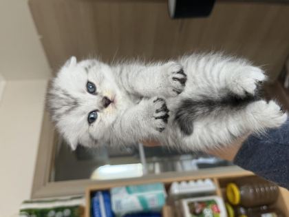 SİLVER POİNT BEBEK KEDİLER