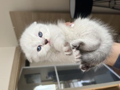 SİLVER POİNT BEBEK KEDİLER