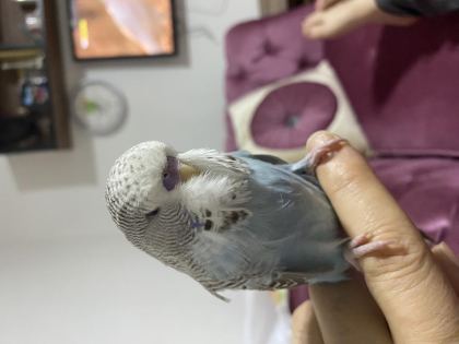 SAĞLIKLI MUHABBET KUŞU