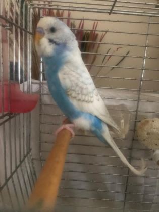 MUHABBET KUŞU 3 AYLIK