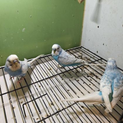 ANNE BABA VE YAVRUSU MUHABBET KUŞLAR