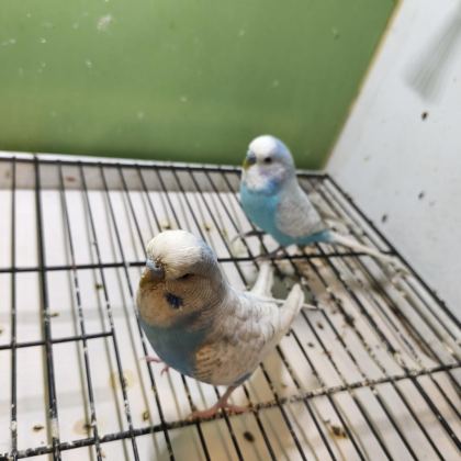 ANNE BABA VE YAVRUSU MUHABBET KUŞLAR