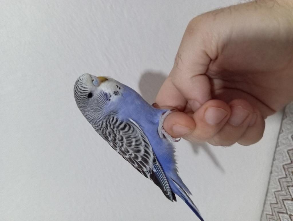 YENİ YUVADAN AYRILMIŞ MUHABBET KUŞU YAVRULARI