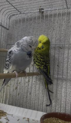 SHOW JUMBO MUHABBET KUŞU