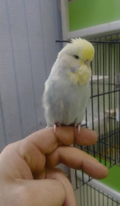 SHOW JUMBO MUHABBET KUŞU