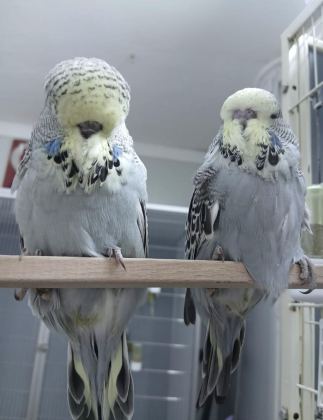 SHOW JUMBO MUHABBET KUŞU