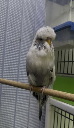 SHOW JUMBO MUHABBET KUŞLAR