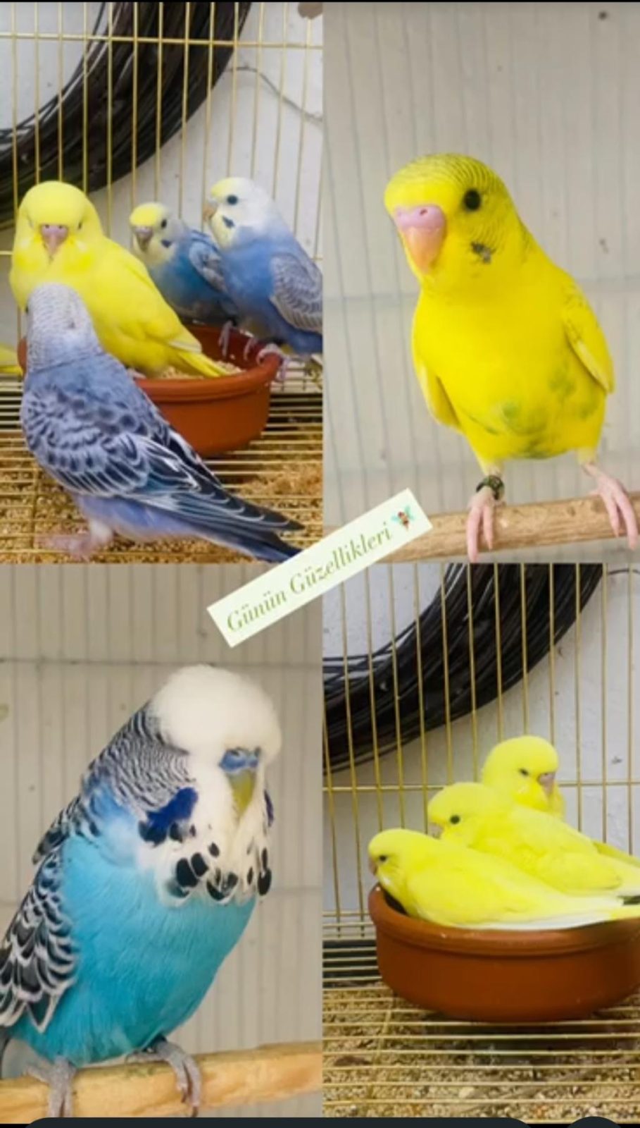 EĞİTMELİK VE HAZIR ÇİFT MUHABBET KUŞLAR