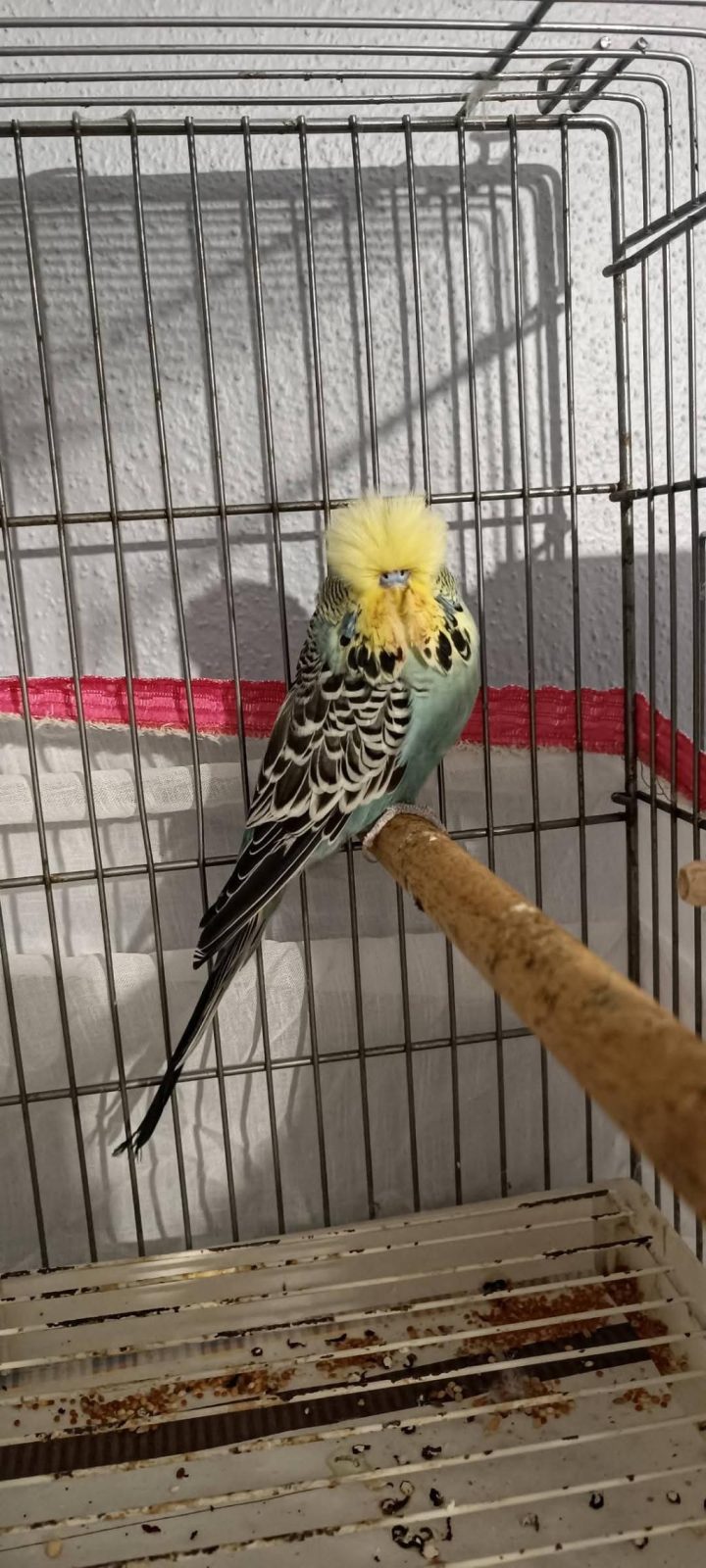 2 TAKIM SHOW JUMBO MUHABBET KUŞU